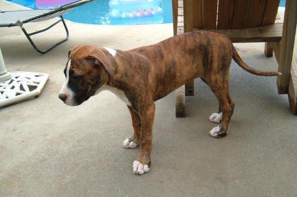 APBT (63)