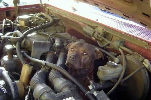 000 pit in car 007