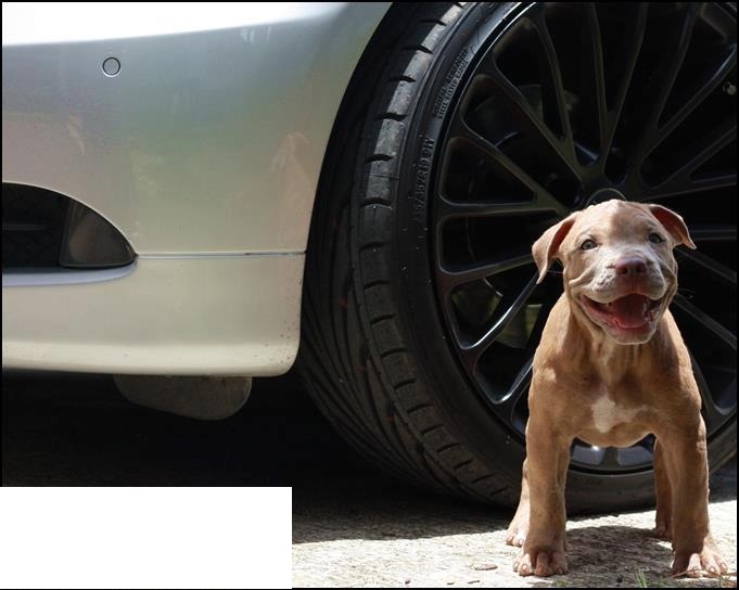 000 APBT cars 03