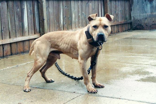 Americký pit bull terriér APBT (16)
