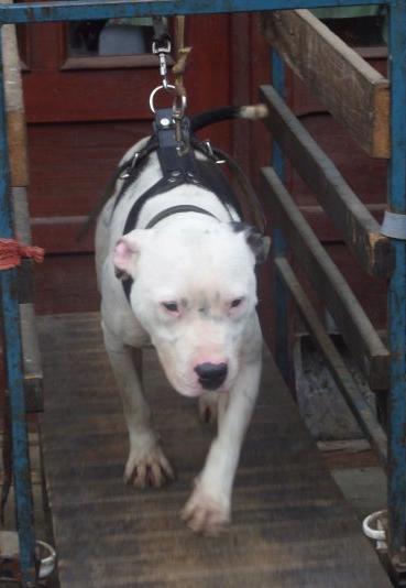 APBT pitbull sport
