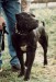 Americký pit bull terriér APBT (5)