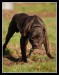 Americký pit bull terriér APBT (13)